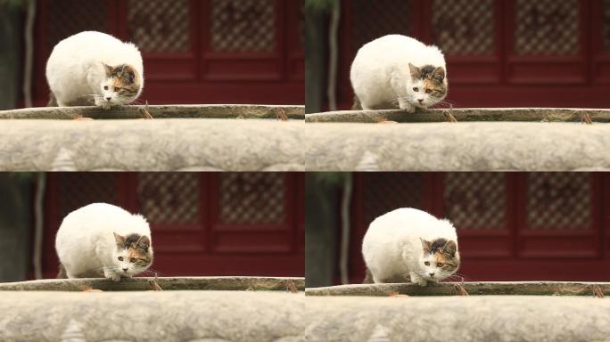 北京法源寺喝水的白猫