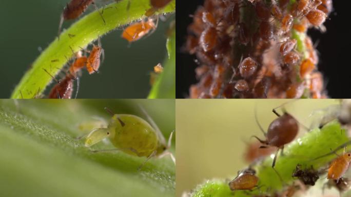 蚜虫 害虫 植物杀手