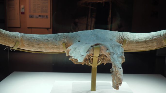 史前牛角化石宁夏博物馆