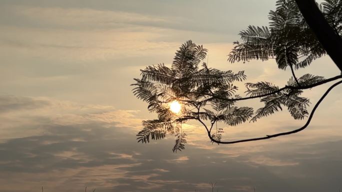 日落夕阳、风吹树叶