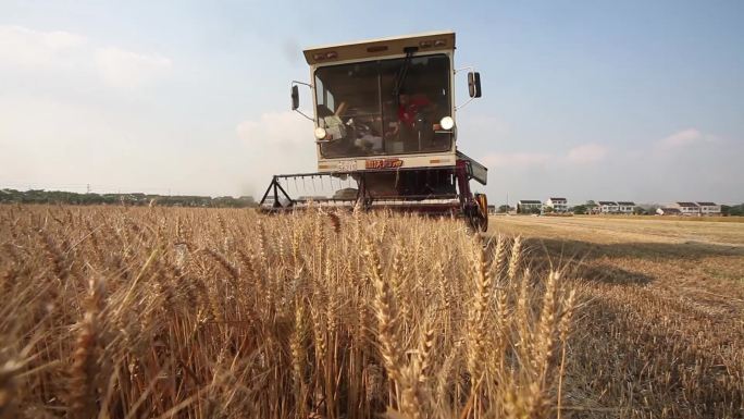 收割机收割小麦金色的麦田丰收的季节小麦
