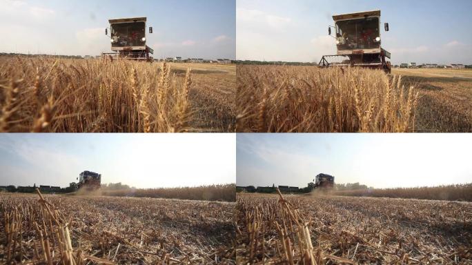 收割机收割小麦金色的麦田丰收的季节小麦
