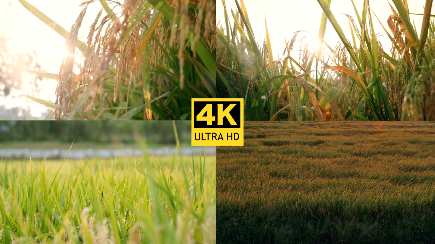 4K 水稻稻田