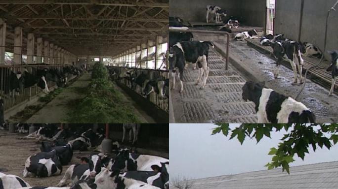 成都奶牛养殖厂