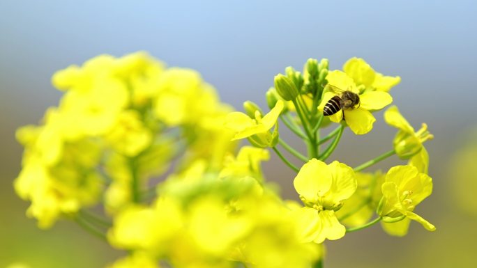 午后田园蜜蜂油菜花上采花粉
