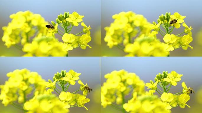 午后田园蜜蜂油菜花上采花粉