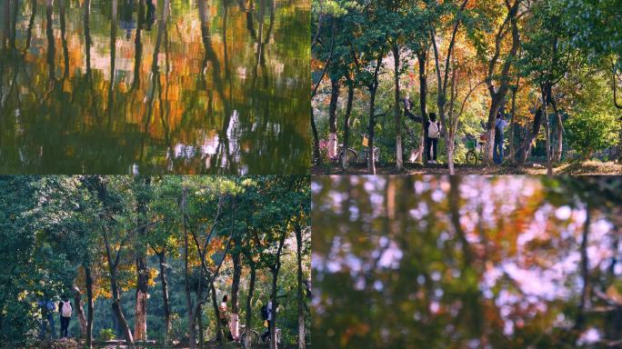 秋天人们在树林游玩郊游4k视频素材