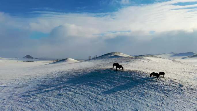 坝上飞雪马群