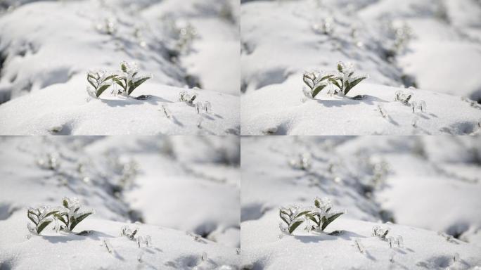 浙江东白山茶场茶叶冬天寒潮积雪冰冻倒春寒