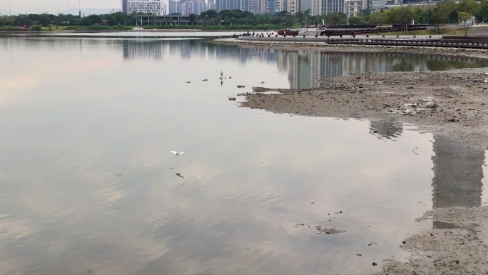 在湖面上飞过的小鸟