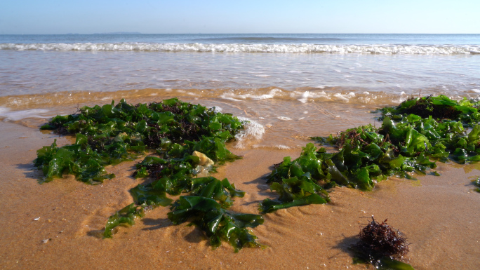 4k实拍海边海苔污染赤潮污染垃圾