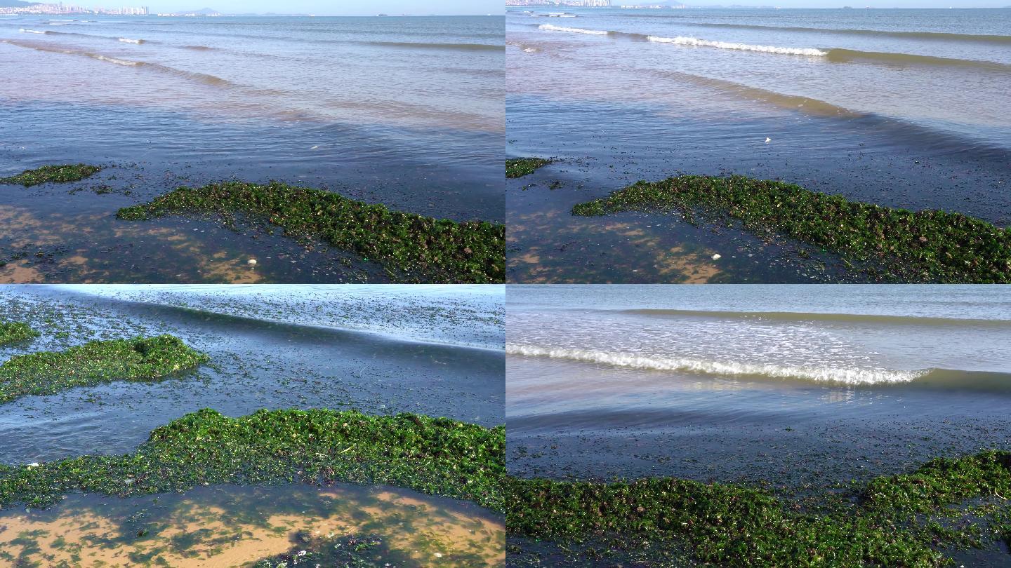 4k实拍海边海苔污染赤潮污染垃圾