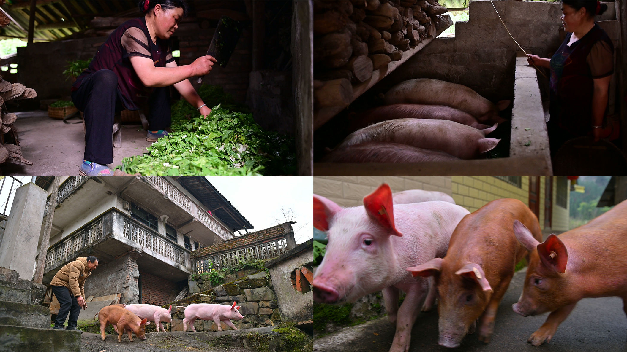 规模化养猪场猪自动喂食喂水饲料_1920X1080_高清视频素材下载(编号:4652876)_实拍视频_光厂(VJ师网) www.vjshi.com