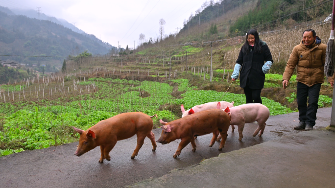农村生活农家养猪喂猪实拍素材
