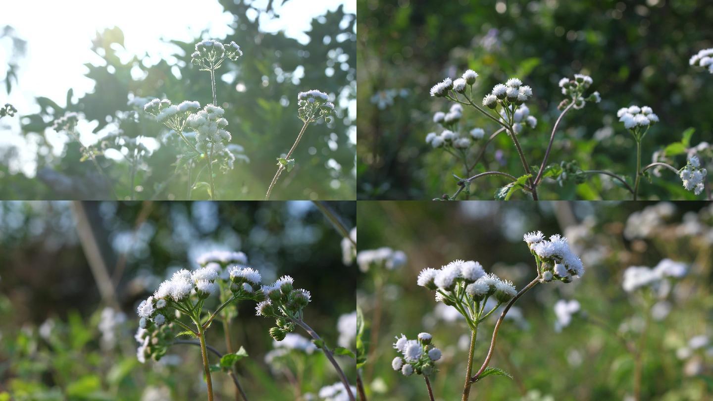 自然界 野花