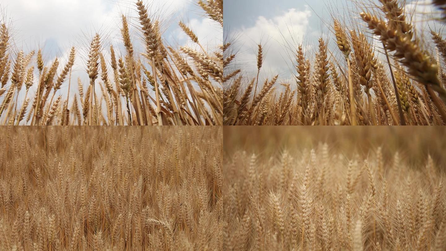 小麦农业麦田麦子麦穗农业农田丰收面食粮食
