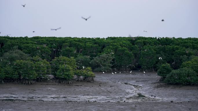 红树林鸟归巢-升格动画