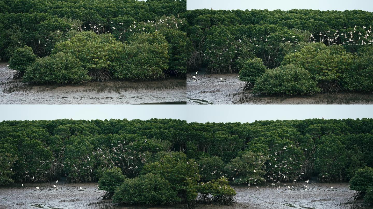 红树林鸟浪-慢镜头