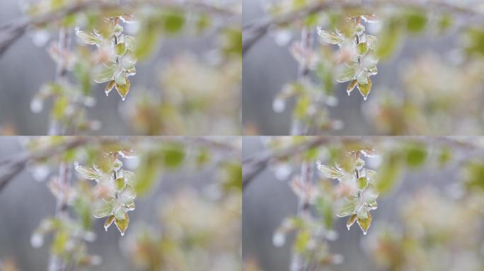 春暖花开冰雪融化原素材