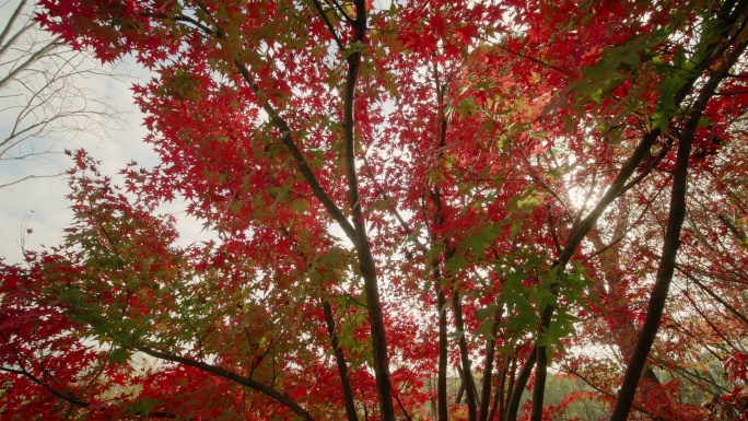 秋天红色枫叶阳光