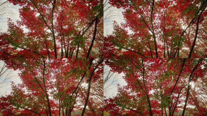 秋天红色枫叶阳光
