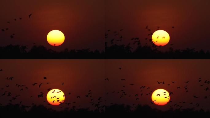 落日鸟飞-慢镜头