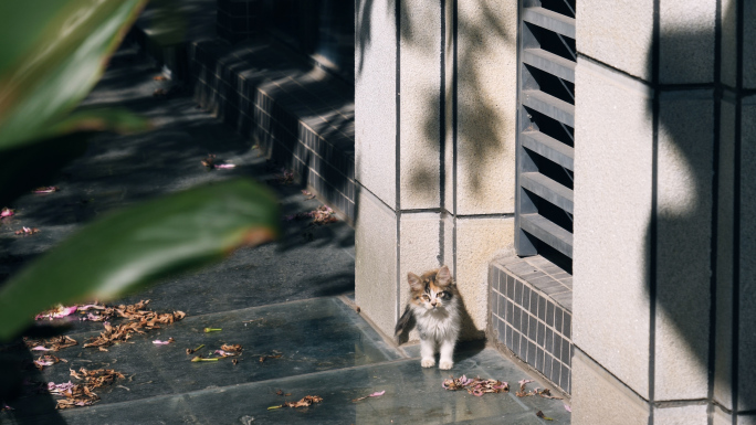 小区里的流浪猫，可爱的小猫4k视频素材