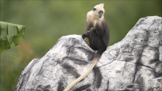 白头叶猴中国特有物种：世界上最稀有的猴子