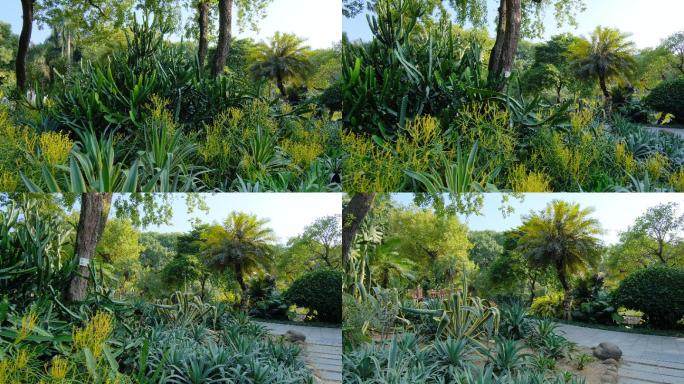 沙漠植物沙生植物园