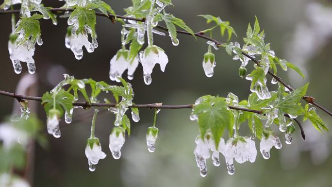 春暖花开冰雪融化江南浙江东白山倒春寒