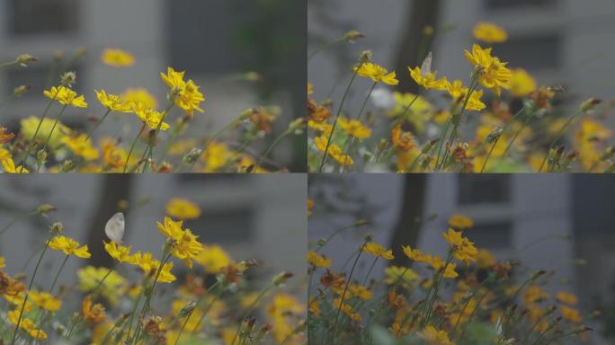 阳光下的波斯菊格桑花与蝴蝶蜂鸟鹰蛾