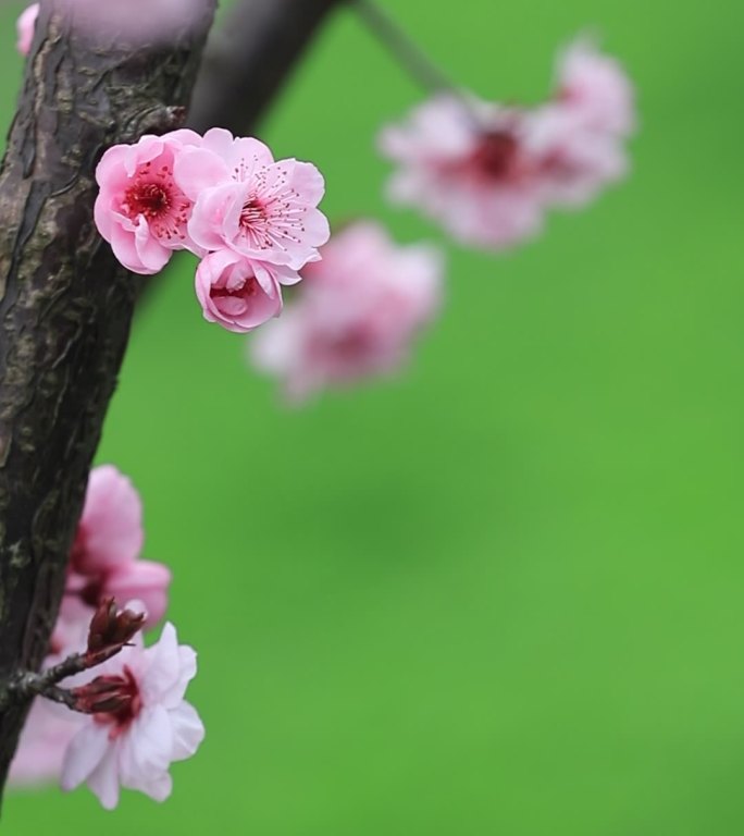 小景深绿色背景粉色桃花