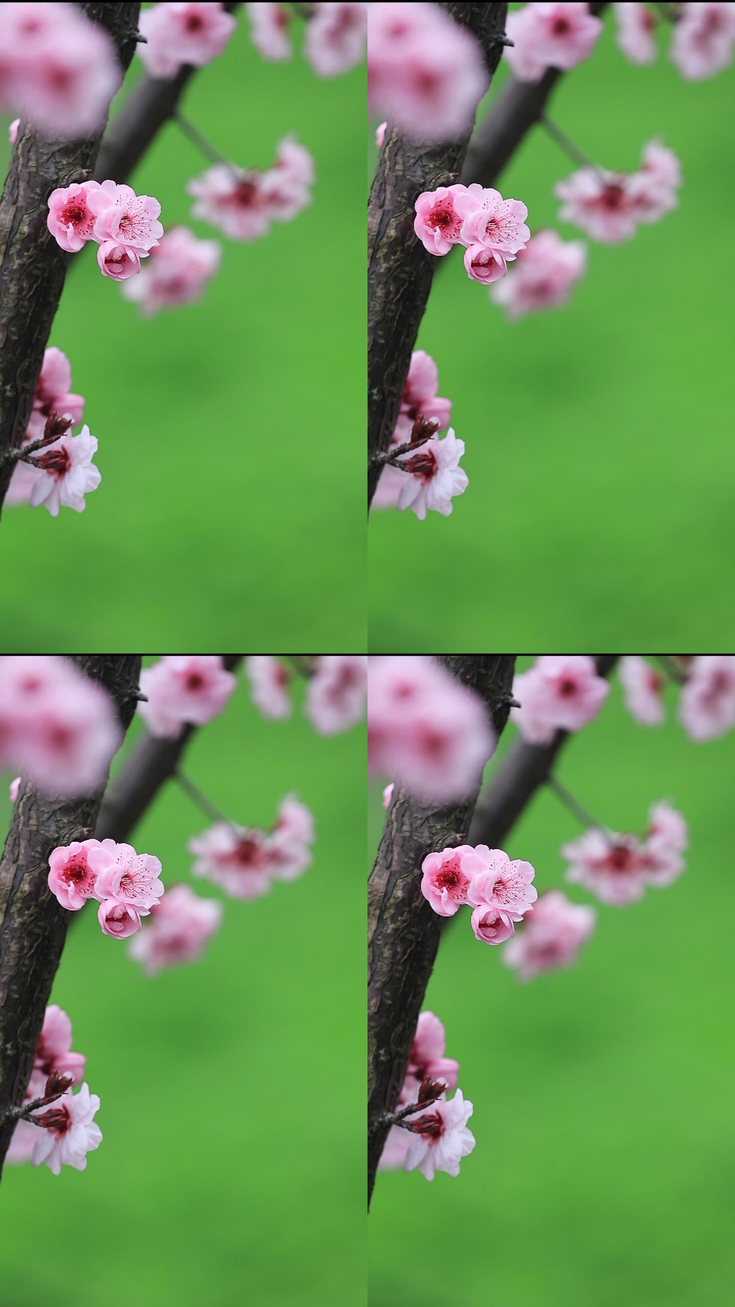 小景深绿色背景粉色桃花