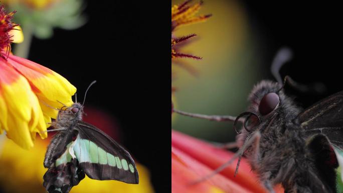 4K花与正在羽化中的蝴蝶微距高清视频