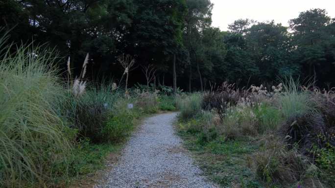 百草园荒郊野外的小路