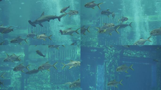 水族馆中的鱼游来游去的鱼 鲨鱼
