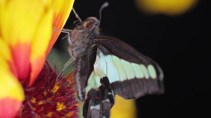 4K花与正在羽化中的蝴蝶微距高清视频