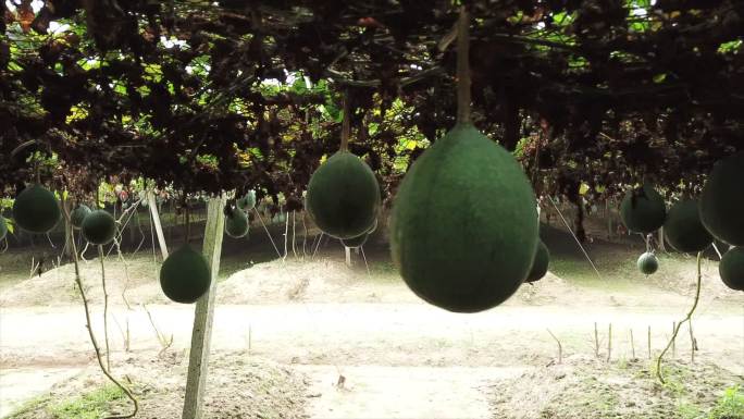 安庆市瓜蒌子种植园植物特写空镜A002