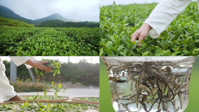 航拍福建茶园 白茶  采茶 冲泡 茶汤