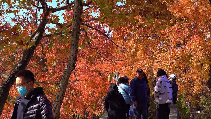 游客赏红叶-天平山红叶
