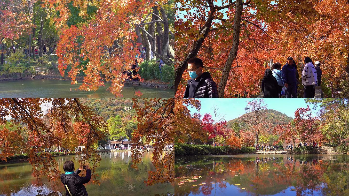 游客赏红叶-天平山红叶