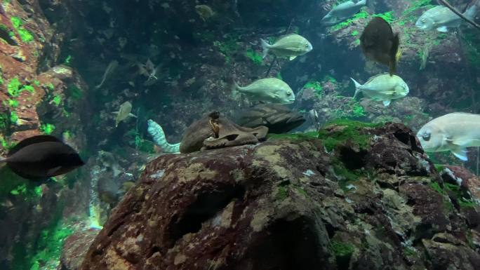 海洋生物章鱼水下游动海底世界海游馆