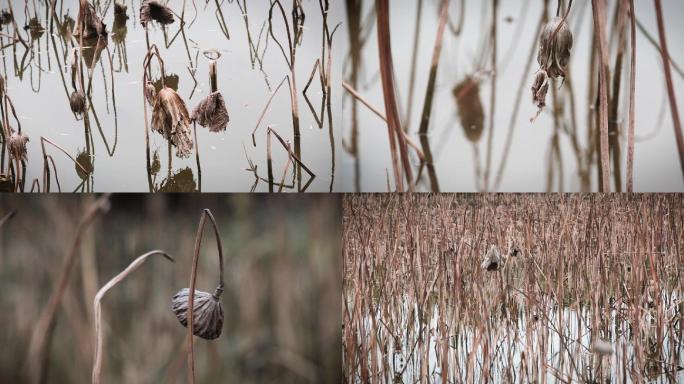 秋天萧瑟残荷荷塘视频素材