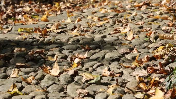 秋天落叶石子路原素材