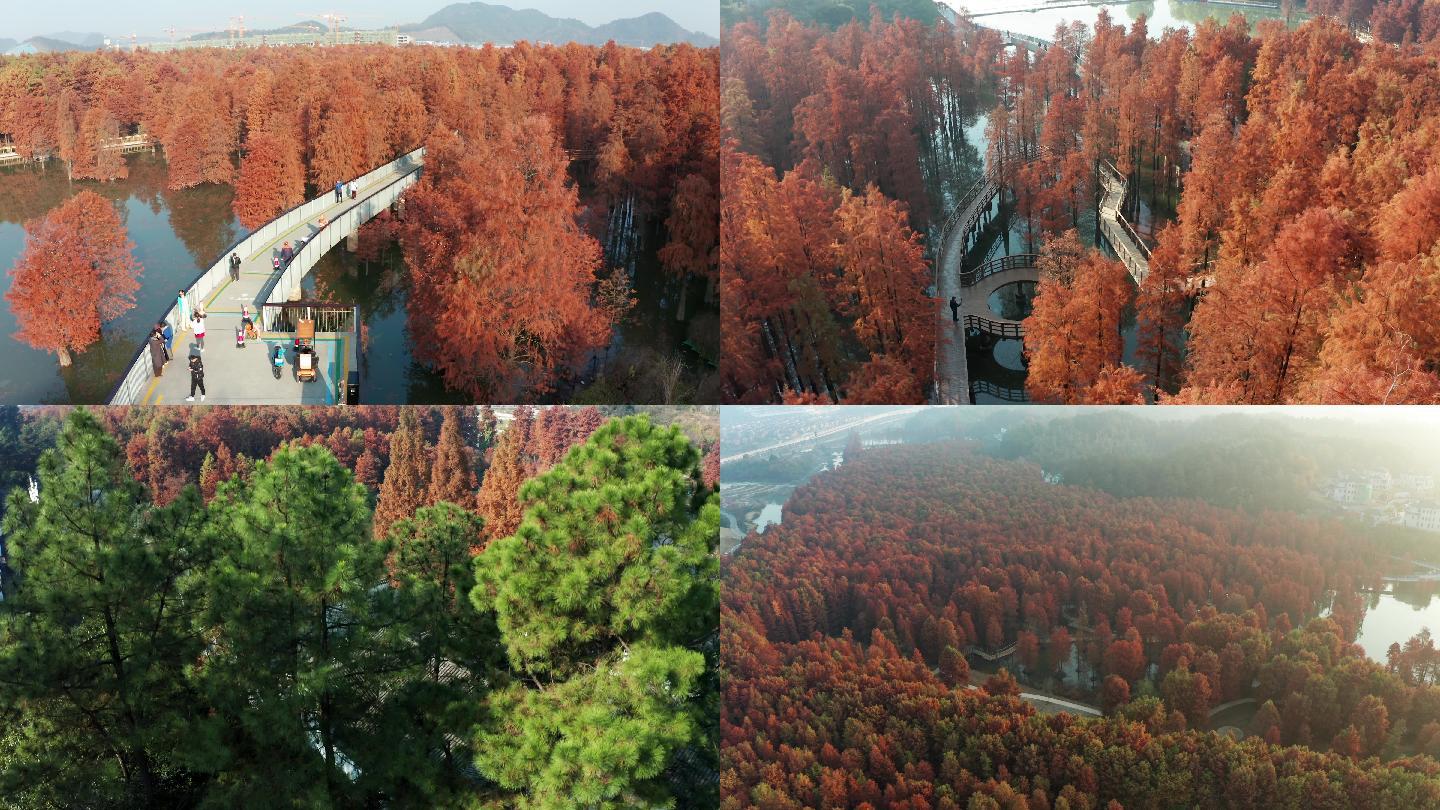 临安青山湖水上森林公园秋季风光4K合集