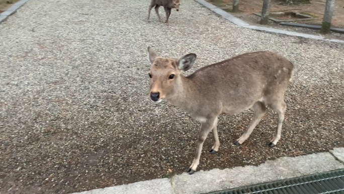 日本京都奈良公园全球生态公园奈良小鹿