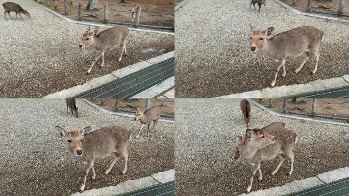 日本京都奈良公园全球生态公园奈良小鹿