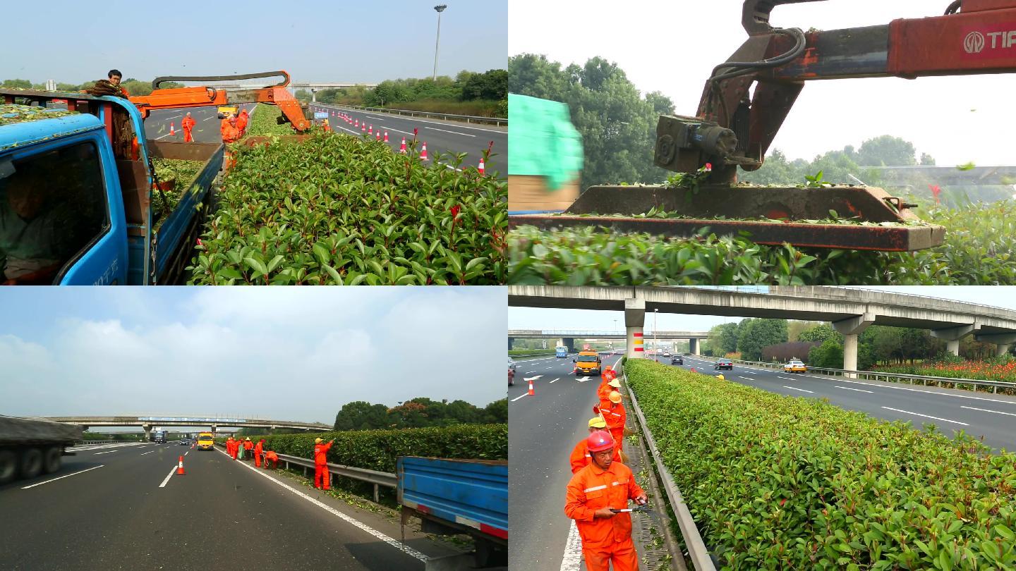 高速公路隔离带绿化养护