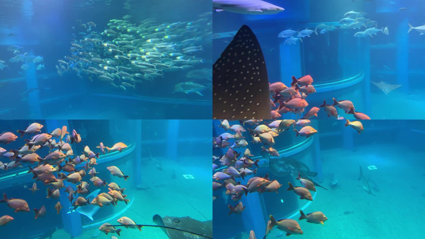 日本海游馆海洋生物彩色鱼群海底世界鱼群