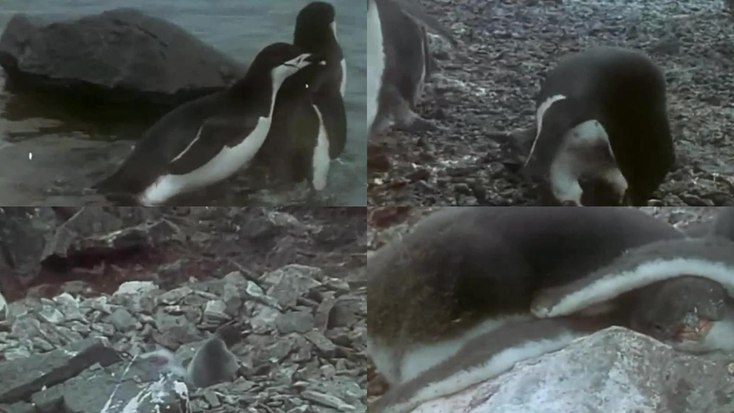 80年代极地科考队研究企鹅